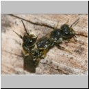 Heriades truncorum - Loecherbiene 05c 6mm Paarung.jpg